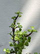 Jade Plant (Crassula Ovata Succulent)