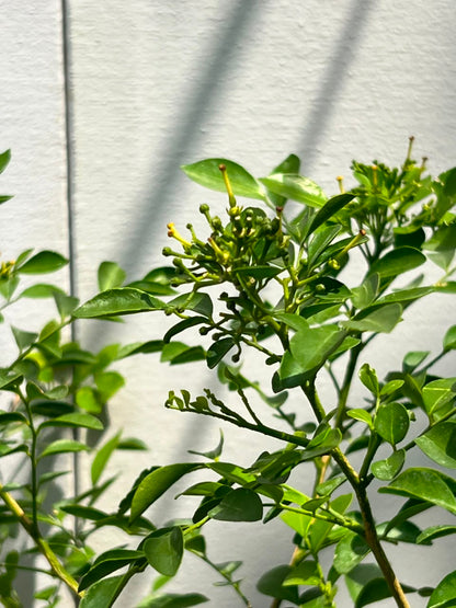 Marjoram Plant (Marwa Culinary Herb), photo 2
