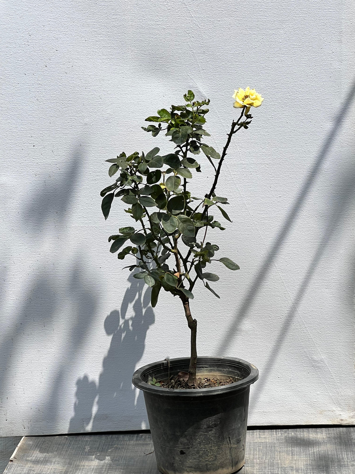 English Rose Plant (Hybrid Garden Rose, aka English Gulab), photo 2