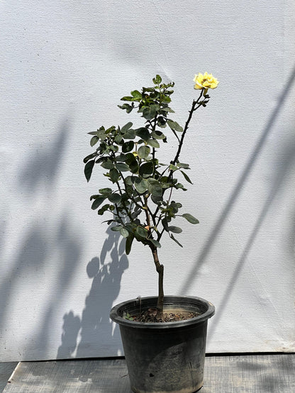 English Rose Plant (Hybrid Garden Rose, aka English Gulab), photo 2