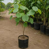 Kachnar Tree (Orchid Tree)