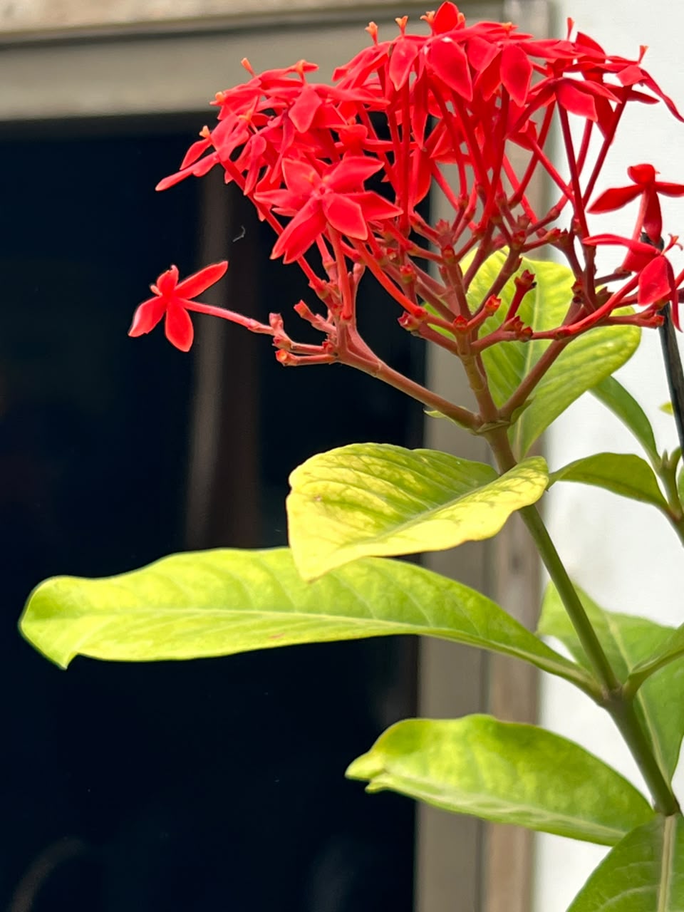 Ixora Plant (Pink Ezoora Shrub, aka Agzovra), photo 3