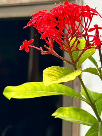 Ixora Plant (Pink Ezoora Shrub, aka Agzovra), photo 3