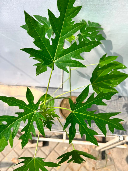 Papaya Fruit Plant (Live Papita), photo 2