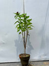 Niazboo Plant (Sweet Basil Herb)