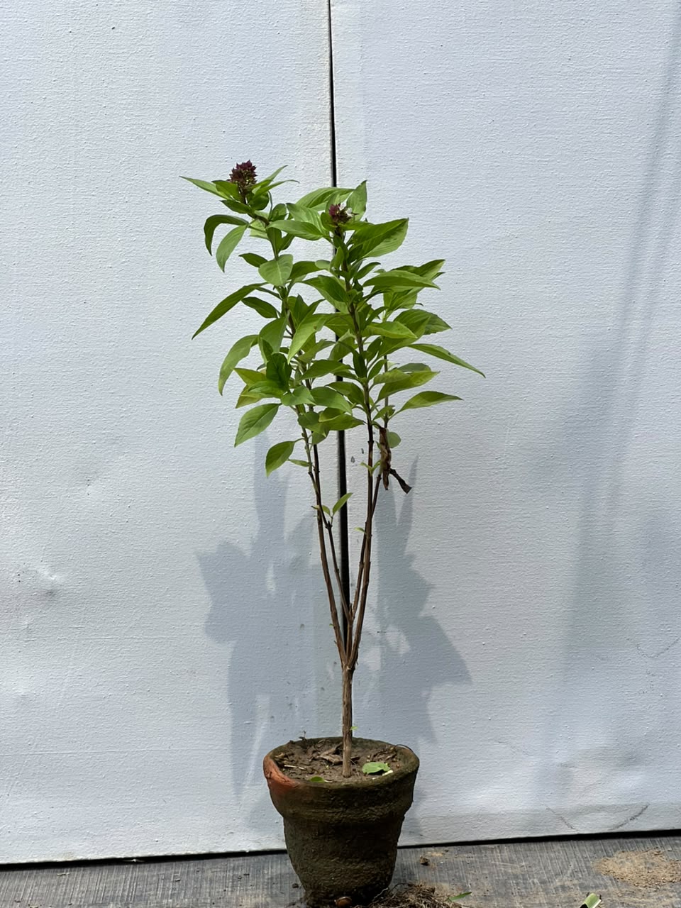 Niazboo Plant (Sweet Basil Herb)