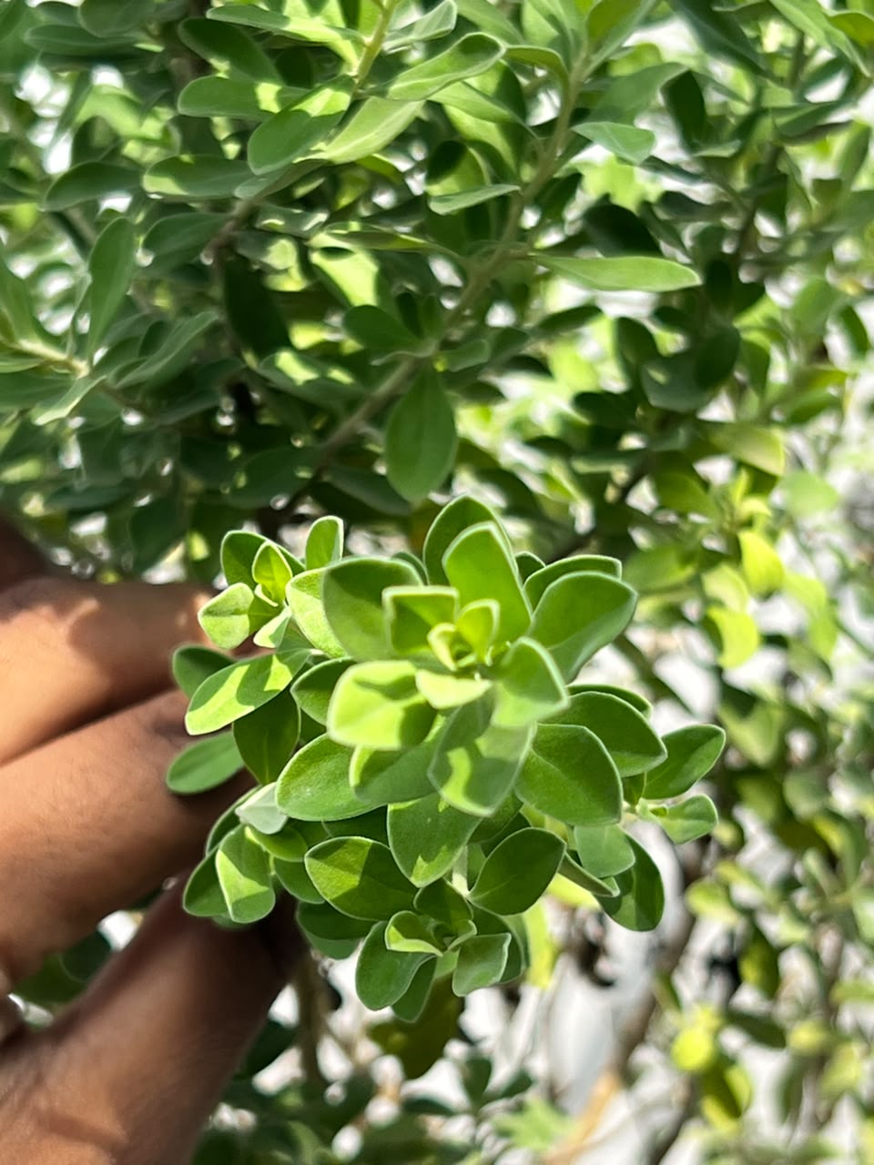 Silvery Plant (Silver Buttonwood), photo 3