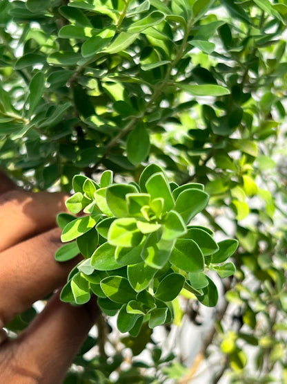 Silvery Plant (Silver Buttonwood), photo 3