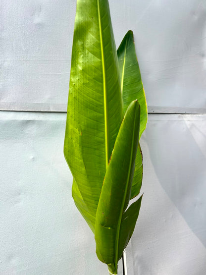 Banana Fruit Plant (Live Kela), photo 2