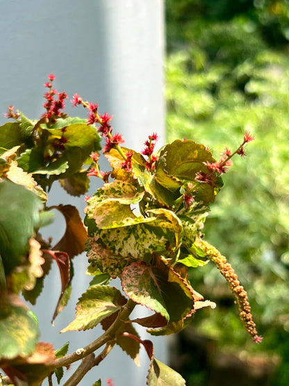 Khalifa Plant (Ixora Flowering Shrub), photo 2