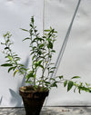 Raat Ki Rani Plant (Night-Blooming Jasmine)