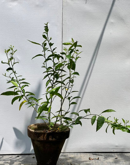 Raat Ki Rani Plant (Night-Blooming Jasmine)