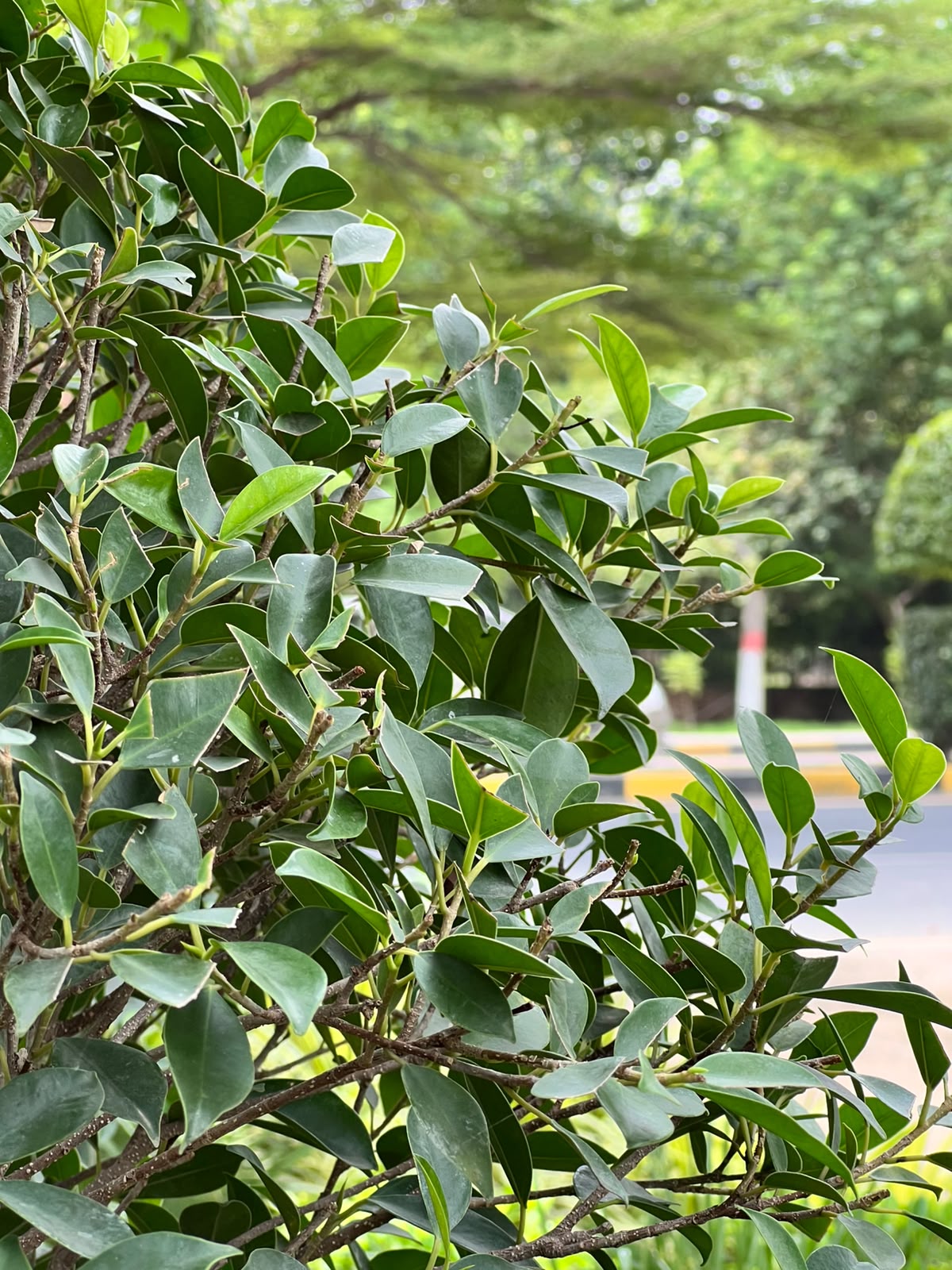 Spiral Grafted Tree (Grafted Spiral Form), photo 2
