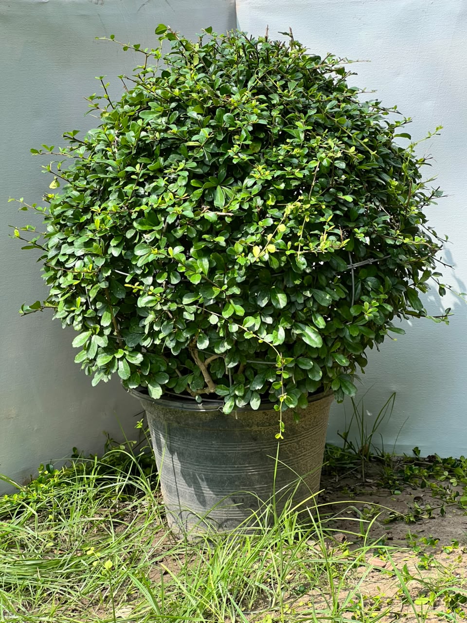 Buxus Ball Plant (Live Boxwood Ball)