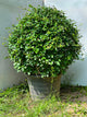 Buxus Ball Plant (Live Boxwood Ball)