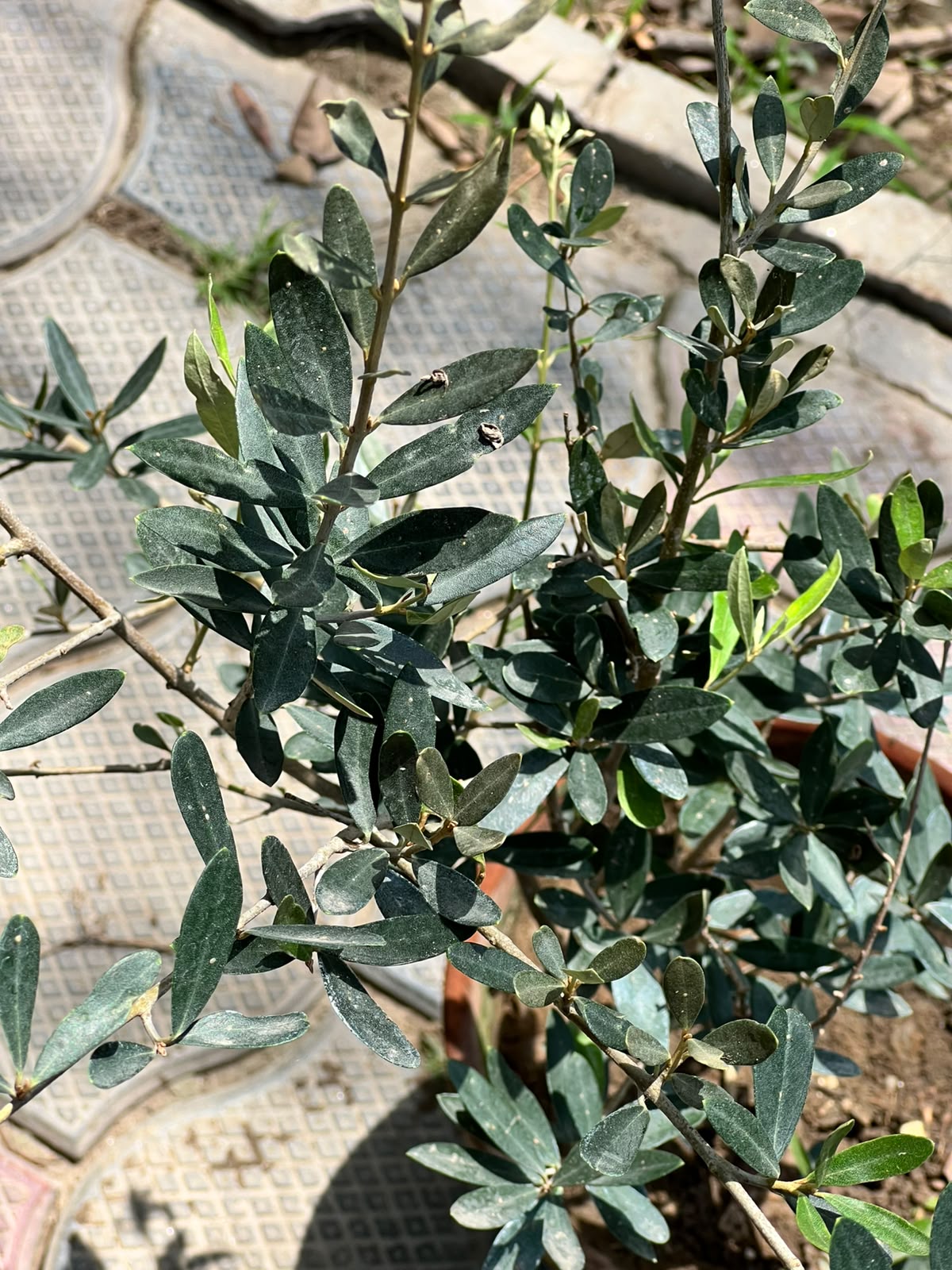Olive Tree (Olea Europaea), photo 2