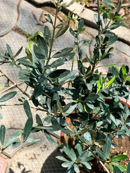 Olive Tree (Olea Europaea), photo 2