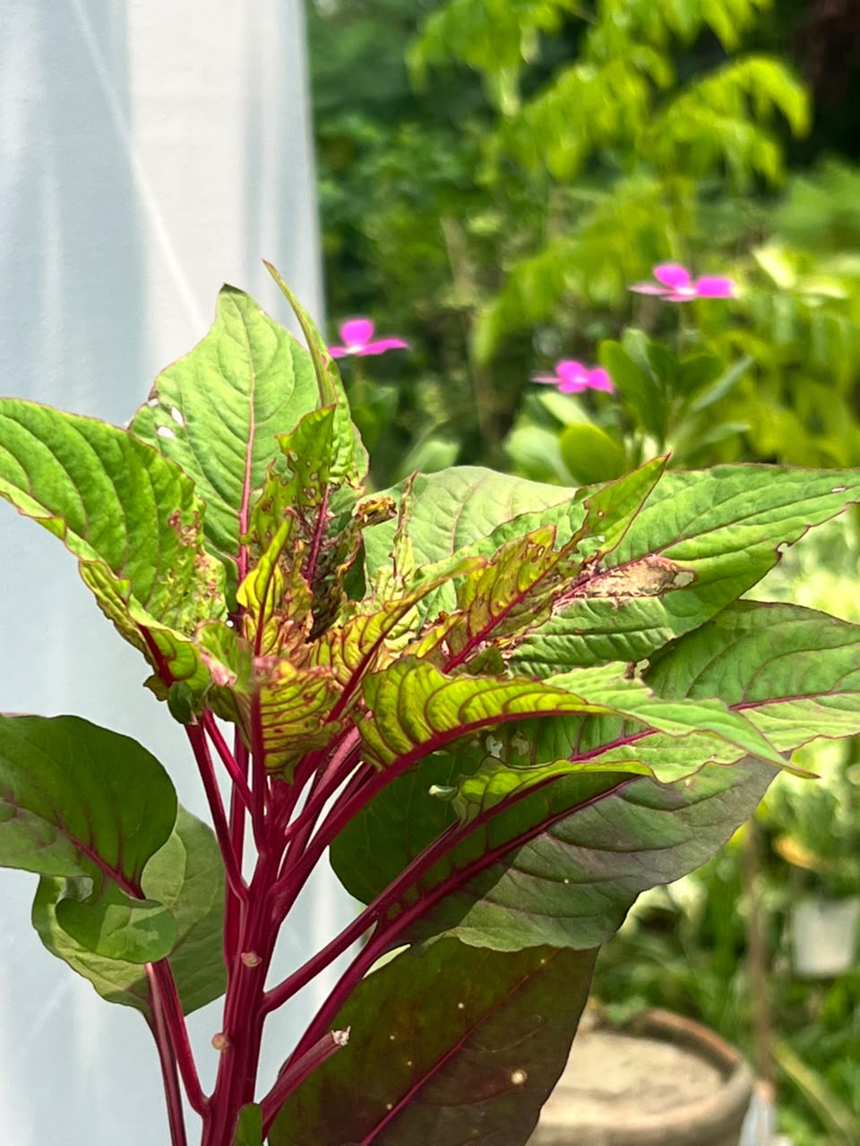 Kalga Plant (Cockscomb Celosia), photo 3