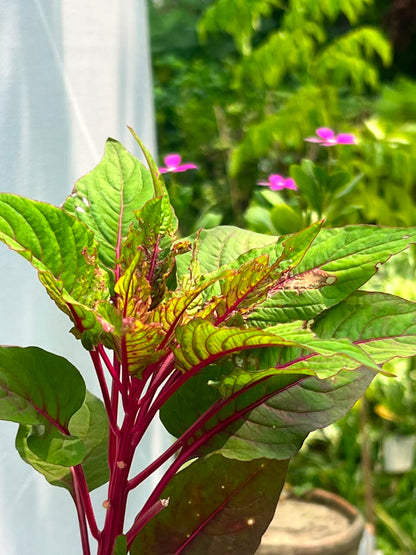 Kalga Plant (Cockscomb Celosia), photo 3
