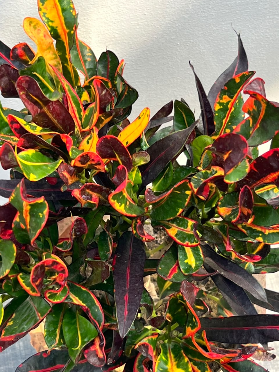 English Croton Plant (Codiaeum Variegatum, aka English Karoton), photo 2