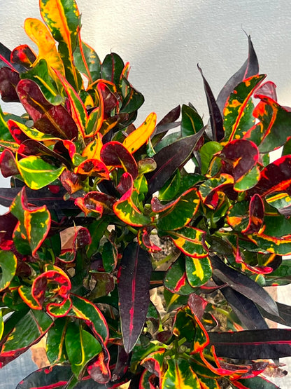 English Croton Plant (Codiaeum Variegatum, aka English Karoton), photo 2