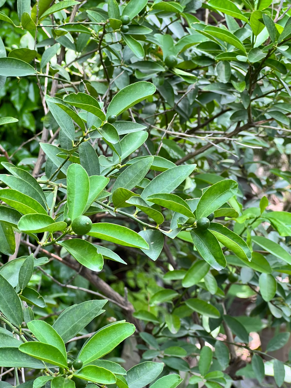 Lemon Fruit Plant (Grafted Citrus Tree), photo 3