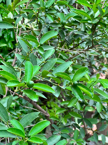 Lemon Fruit Plant (Grafted Citrus Tree), photo 3