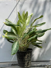 Aglaonema Plant (Chinese Evergreen)