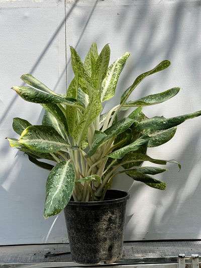 Aglaonema Plant (Chinese Evergreen)