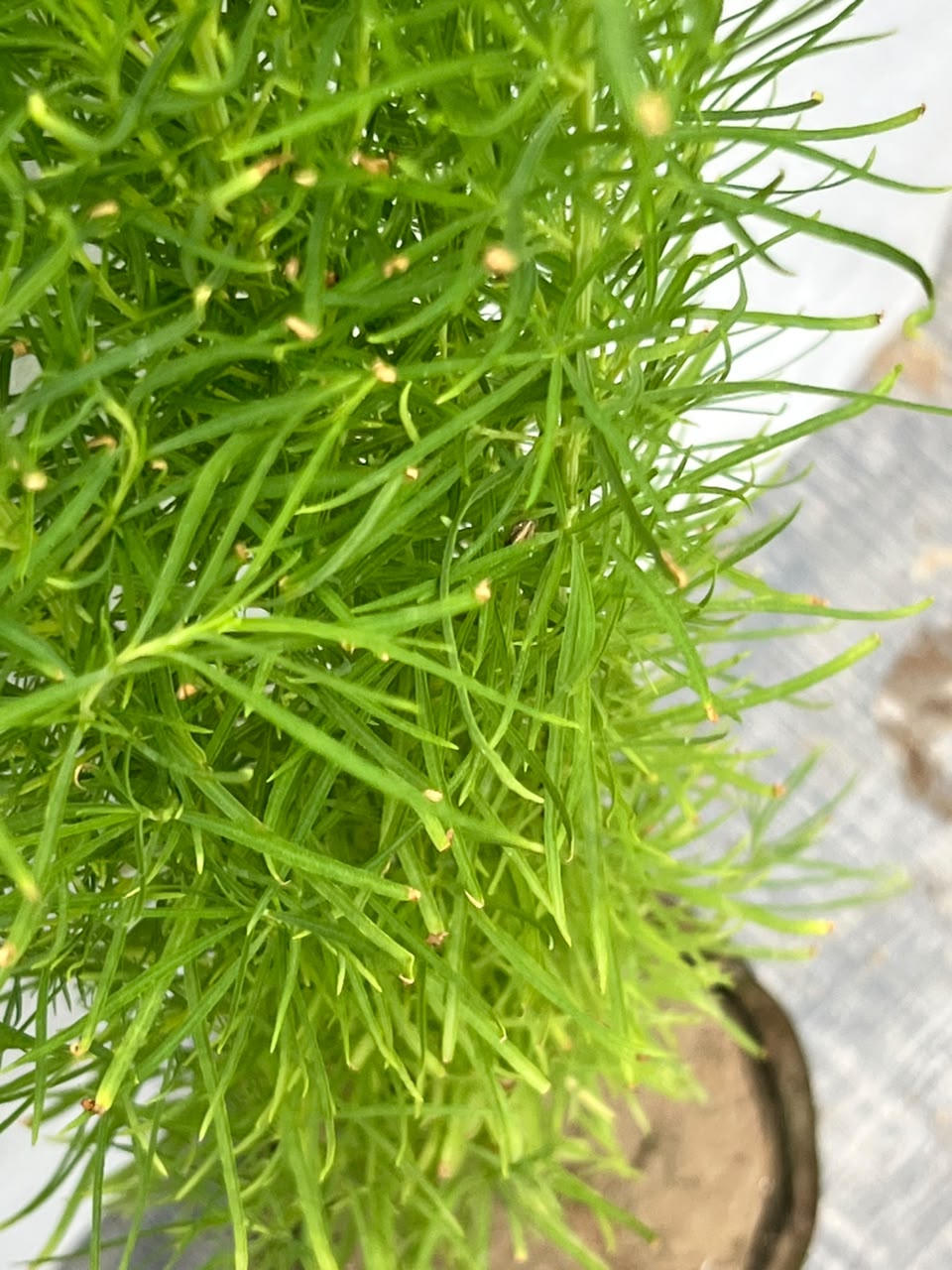 Kochia Plant (Lush Globe Foliage), photo 2