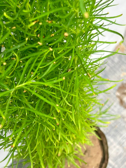 Kochia Plant (Lush Globe Foliage), photo 2