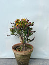 English Croton Plant (Codiaeum Variegatum, aka English Karoton)