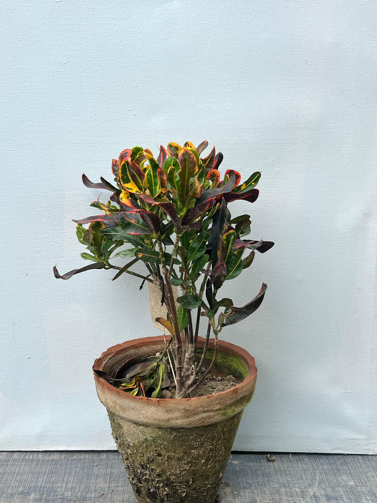 English Croton Plant (Codiaeum Variegatum, aka English Karoton)