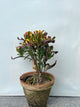 English Croton Plant (Codiaeum Variegatum, aka English Karoton)