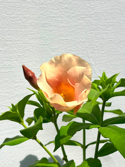 Allamanda Plant (Golden Trumpet), photo 2