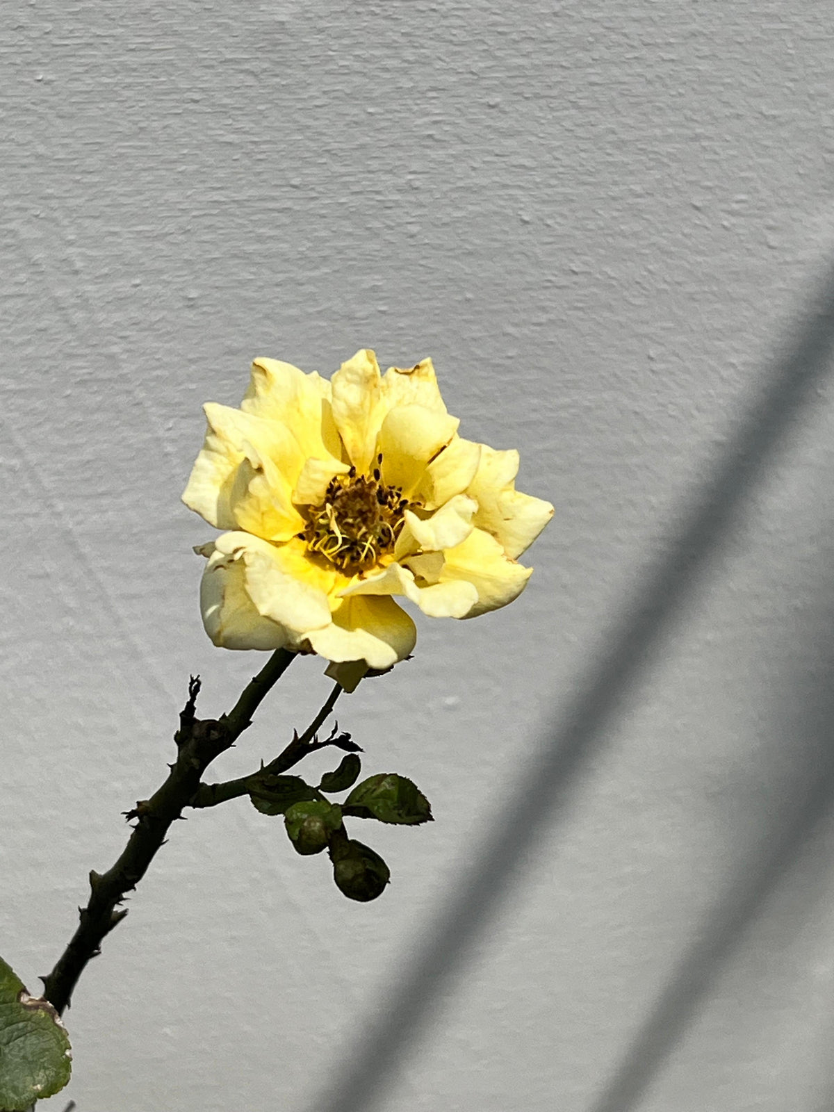 English Rose Plant (Hybrid Garden Rose, aka English Gulab)