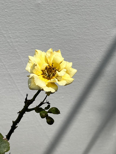English Rose Plant (Hybrid Garden Rose, aka English Gulab)