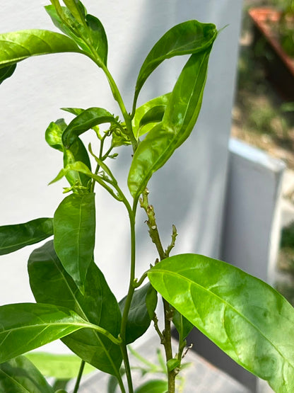 Raat Ki Rani Plant (Night-Blooming Jasmine), photo 3