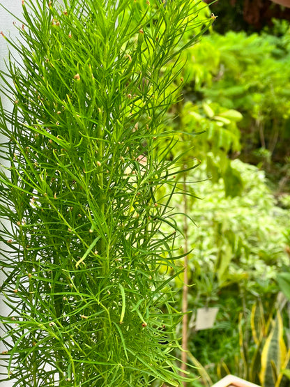 Kochia Plant (Lush Globe Foliage), photo 3