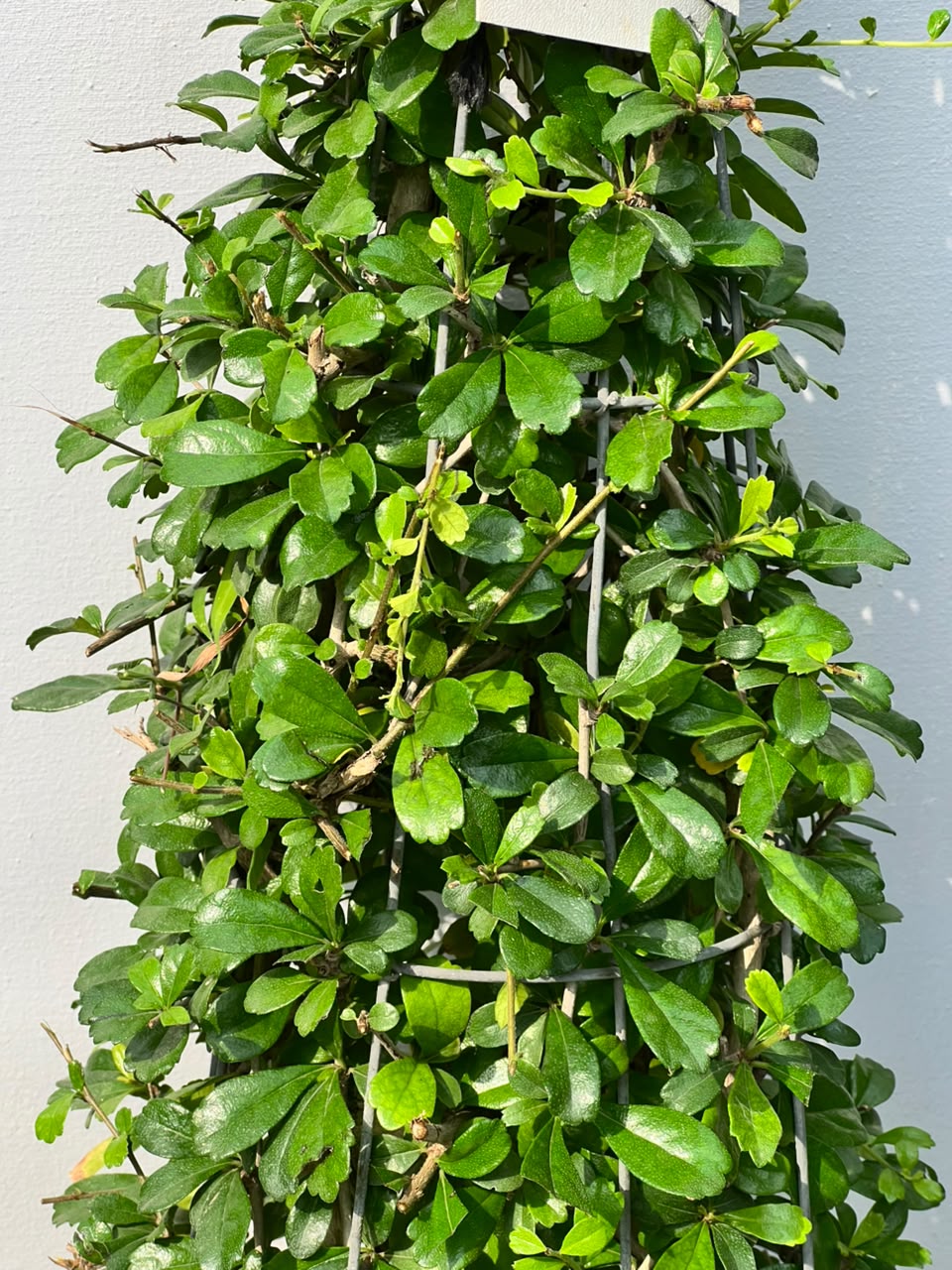 Buxus Cone Plant (Live Boxwood Cone), photo 2