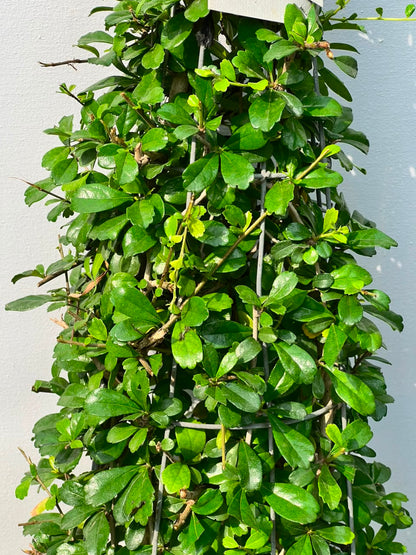 Buxus Cone Plant (Live Boxwood Cone), photo 2
