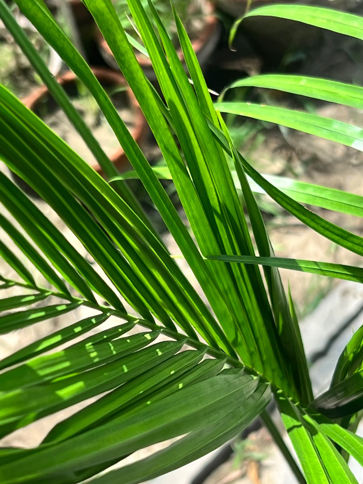 Bottle Palm Tree (Exotic Landscape Palm), photo 2