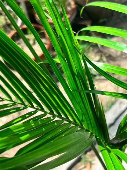 Bottle Palm Tree (Exotic Landscape Palm), photo 2