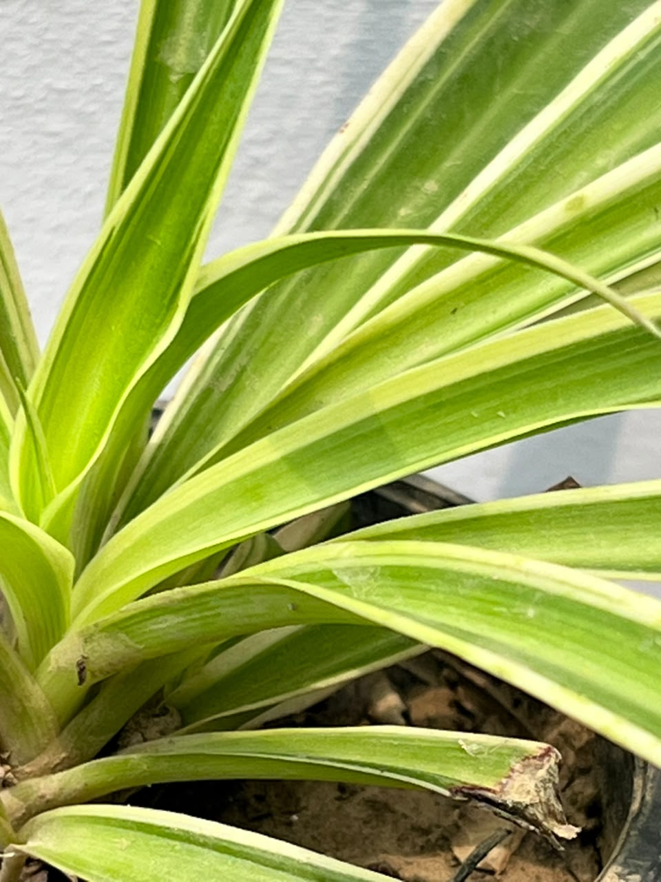 Spider Plant (Variegated Chlorophytum), photo 2