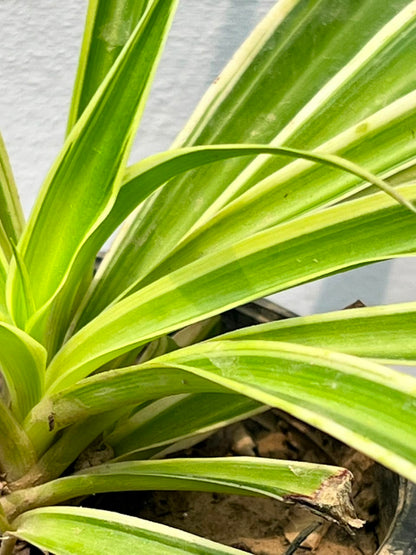 Spider Plant (Variegated Chlorophytum), photo 2