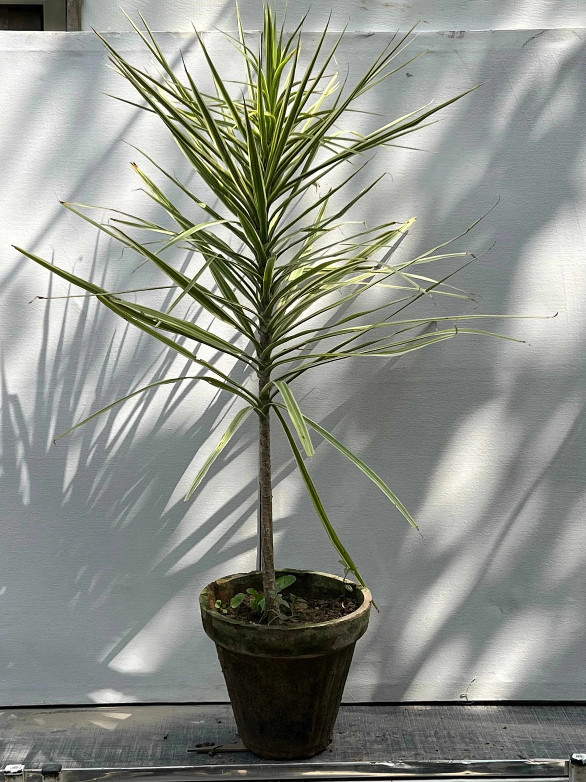 Dracaena Marginata Plant (Madagascar Dragon Tree), photo 2
