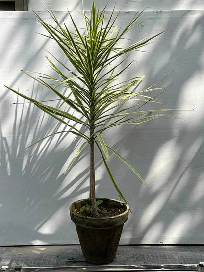 Dracaena Marginata Plant (Madagascar Dragon Tree), photo 2