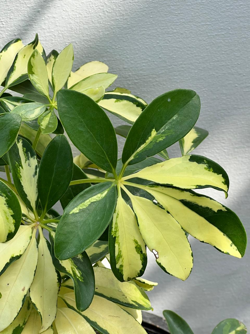 Schefflera Plant (Umbrella Plant), photo 2