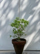 Chandni Plant (Dwarf Crape Jasmine, aka Chadni)