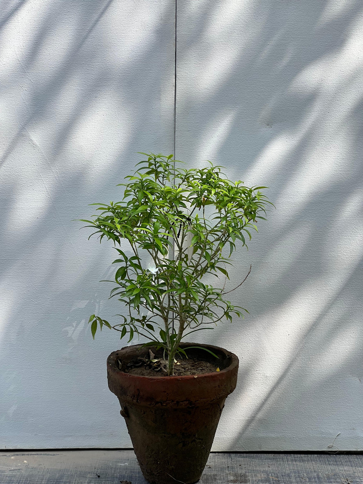 Deal 19 - Ficus & Flowering Mix Bundle